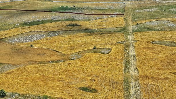 夏天的田野图片下载