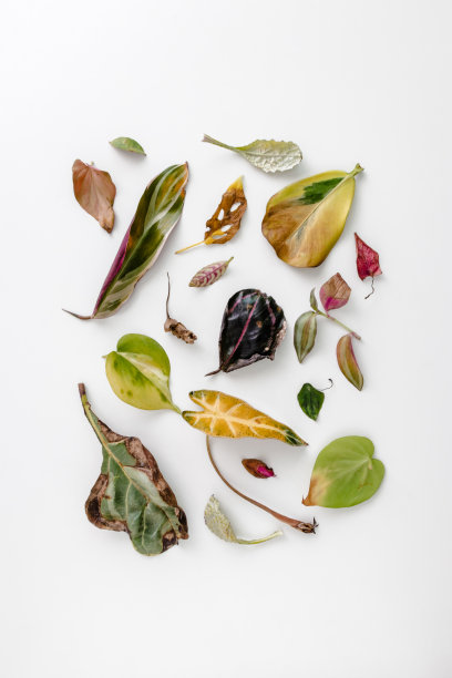 叶子图案图片下载