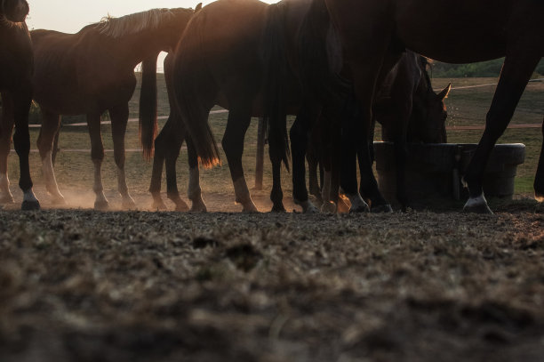 乡村日落景象与饮酒的马图片下载
