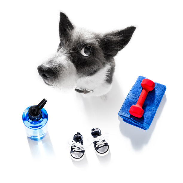 私人教练的狗图片下载