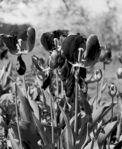 郁金香图片下载