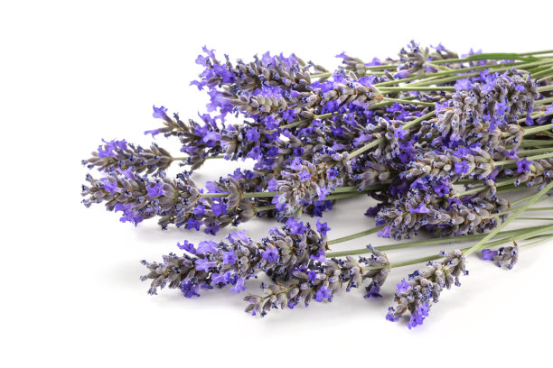 一个新鲜的鲜花盛开的薰衣草花的特写在一个白色的背景与复制空间图片下载