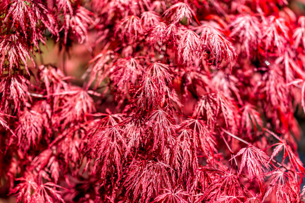 特写日本枫树与红色的春天或秋天秋天的树叶与图案的叶子在阳光下图片下载