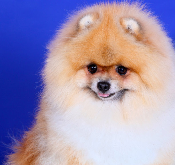 斯皮兹狗在一个蓝色的背景特写肖像图片下载