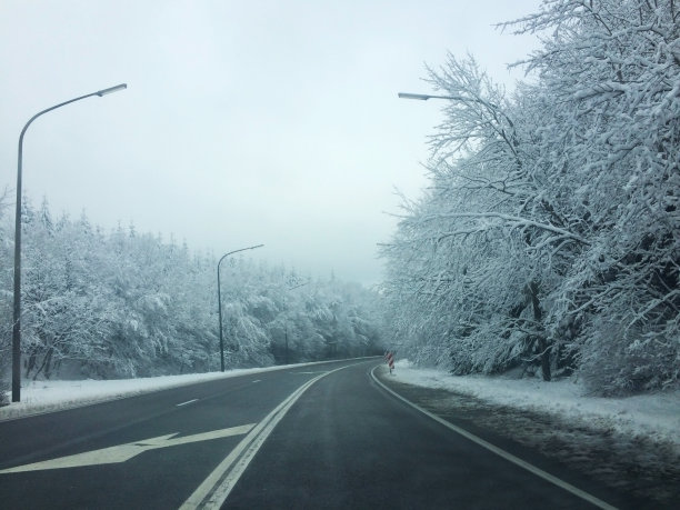 冬天森林里的路。雪的照片。图片下载