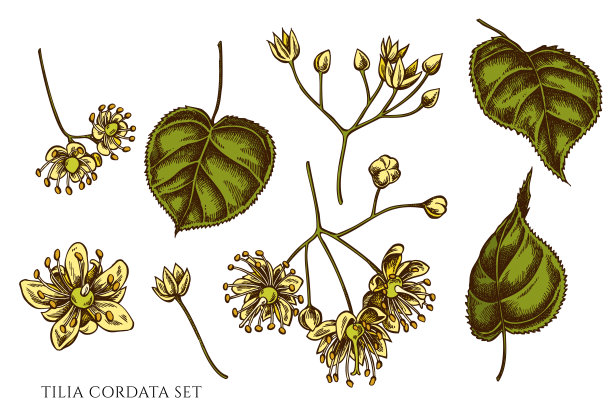 矢量集的手绘彩色tilia cordata图片下载