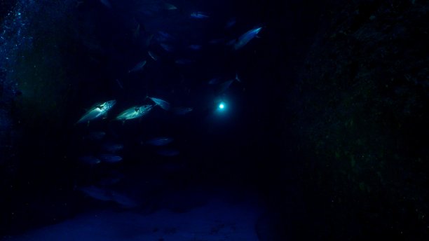 日本，在深海洞穴中觅食的狗齿金枪鱼图片下载