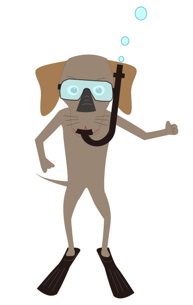 夏天的宠物图片下载