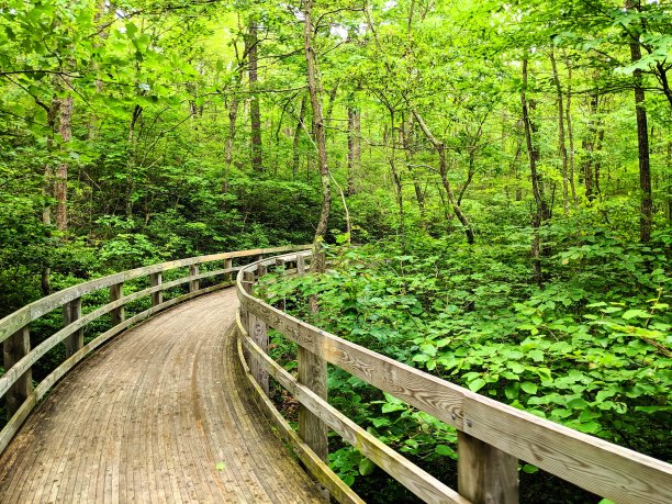 林中小径图片下载