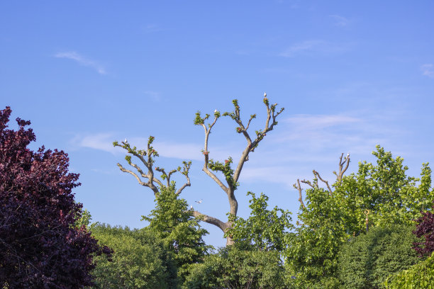 树的照片。树枝被修剪了。海鸥在树枝上。图片下载