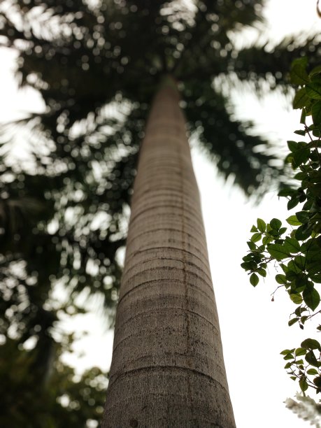 树的顶部图片下载