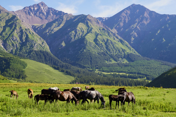 一群马在安静地吃草。闪亮的风景。绝对完美的照片。阳光明媚的草地，马在牧场上被夕阳照亮。图片下载