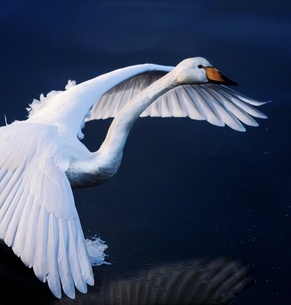 天鹅湖图片下载