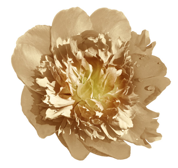 牡丹花浅棕色在白色孤立的背景与修剪路径。大自然。特写镜头没有阴影。花园的花。图片下载