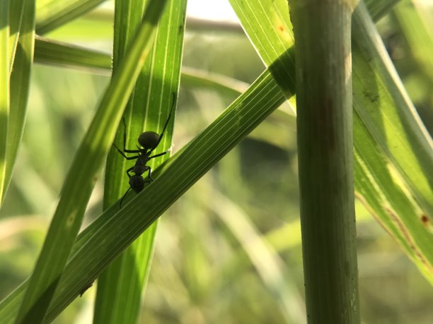 黑蚂蚁图片下载