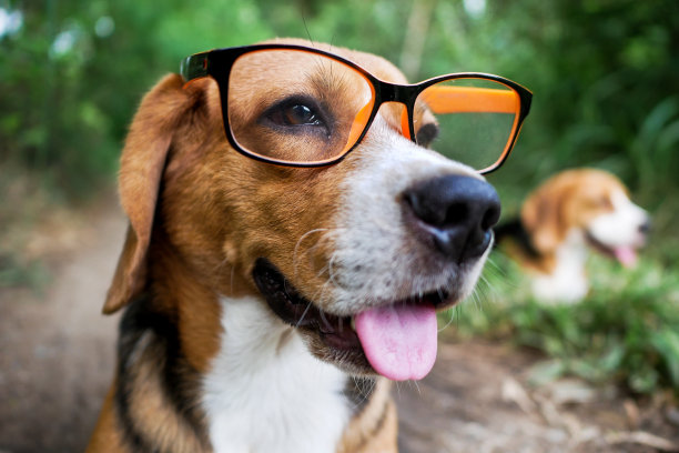 画一只可爱的小猎犬，戴着眼镜，像个书呆子，坐在后院的绿色草地上。图片下载