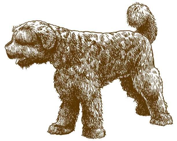 葡萄牙水犬版画插图图片下载