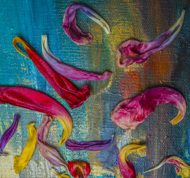 花瓣上的面板图片下载