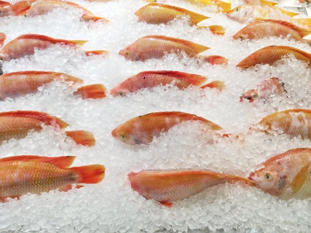 近距离观察超市里的冰生鱼图片下载