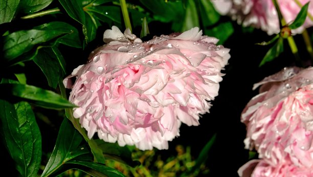 粉红色的牡丹特写，花瓣上有雨滴图片下载