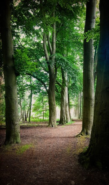 浪漫的森林图片下载