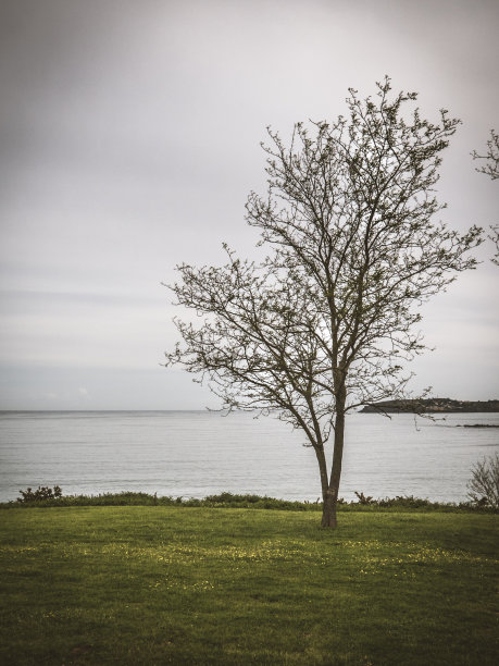 垂直景观的树靠海图片下载