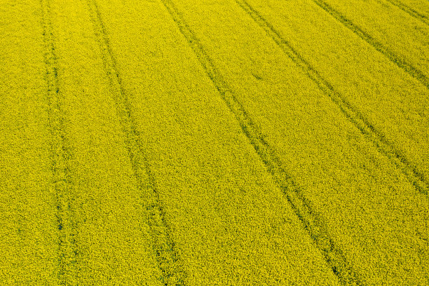 鸟瞰图油菜籽开花。从上面看，黄色的田野。无人机拍摄的照片。图片下载