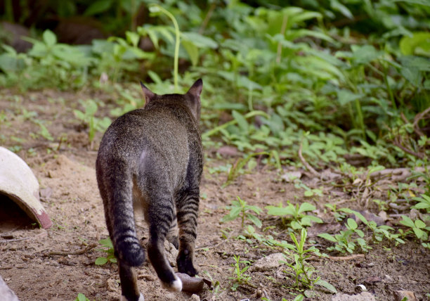 那只猫从后面走来走去。图片下载