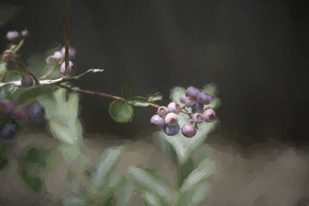 长在树枝上的紫红色的小浆果图片下载