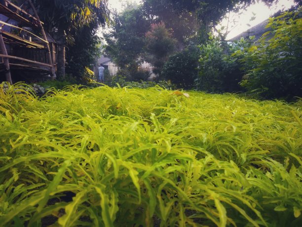 在早晨的阳光下观赏绿色植物图片下载