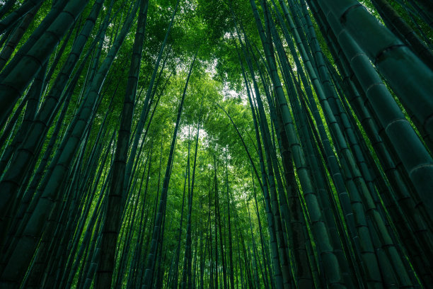 竹林公园照片图片下载