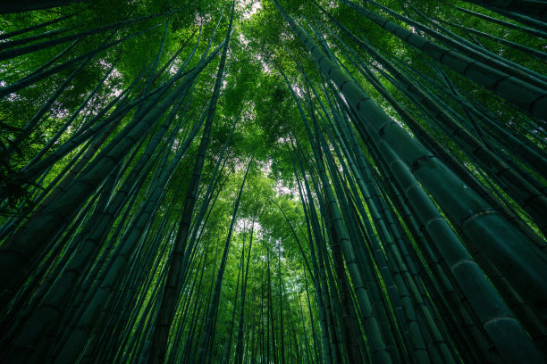 竹林公园照片图片下载