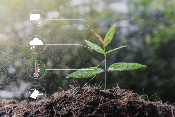 幼苗生长植物与图标浇水淋浴，肥料，温度计和雨云种植技术概念图片下载