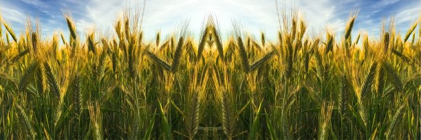 阳光下的小麦小穗。在夏天。图片下载