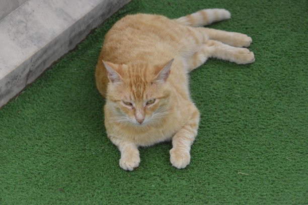 可爱的黄猫躺在绿色的地毯上图片下载