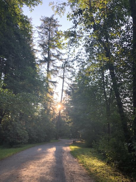 公园里的日落图片下载