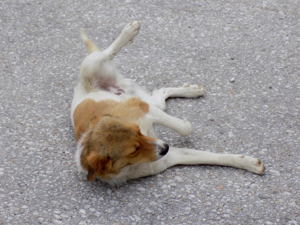 白黄色的狗在街上玩图片下载