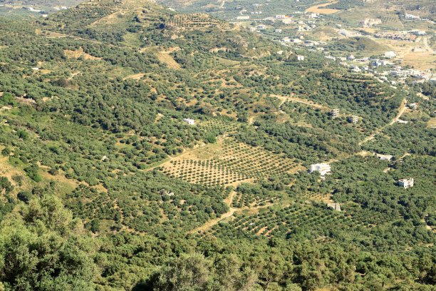 橄榄种植园克里特岛，希腊，欧洲图片下载