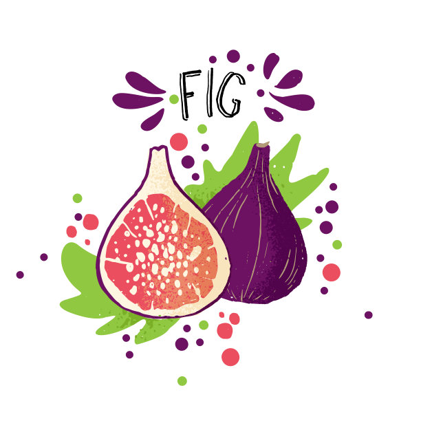 矢量手绘彩色图形插图。紫色，蓝色的桃子，果肉和果骨，绿色的叶子。新鲜热带水果插图，白色背景上的无花果图片下载