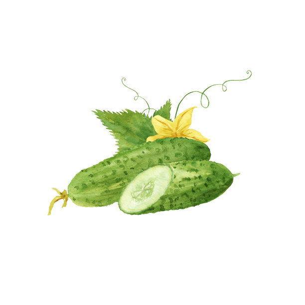 水彩青菜鲜黄瓜孤立图片下载