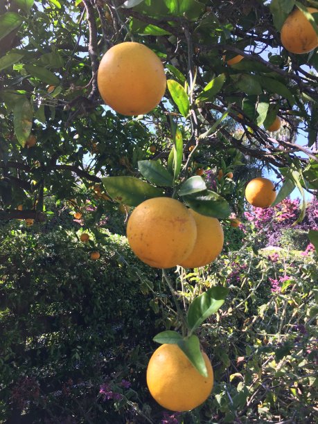 橙子准备摘了图片下载