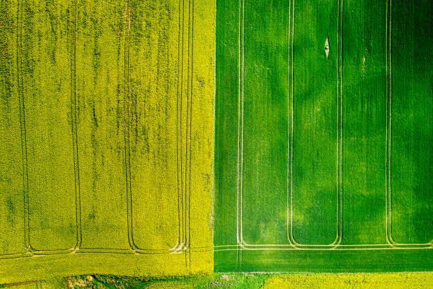 从上面看，波兰绿色和黄色的油菜田图片下载