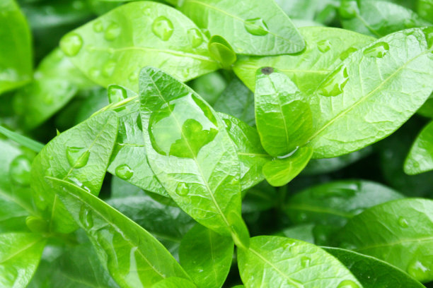 雨后巨大的雨滴落在树叶上。自然背景。图片下载