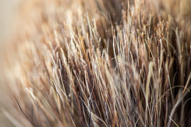 剃须用獾毛图片下载