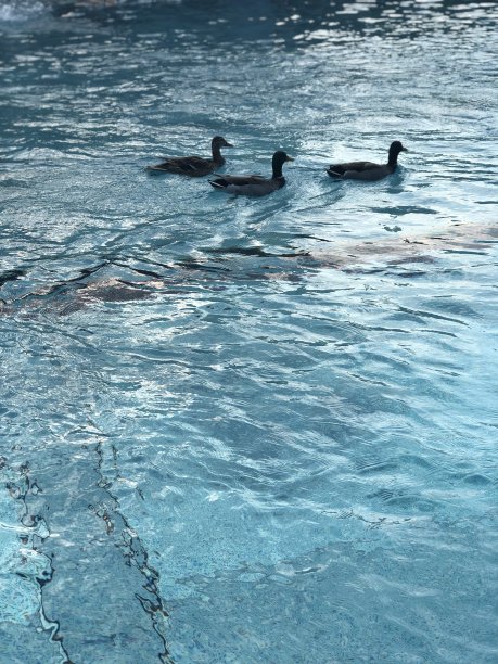 游泳池里的鸭子图片下载