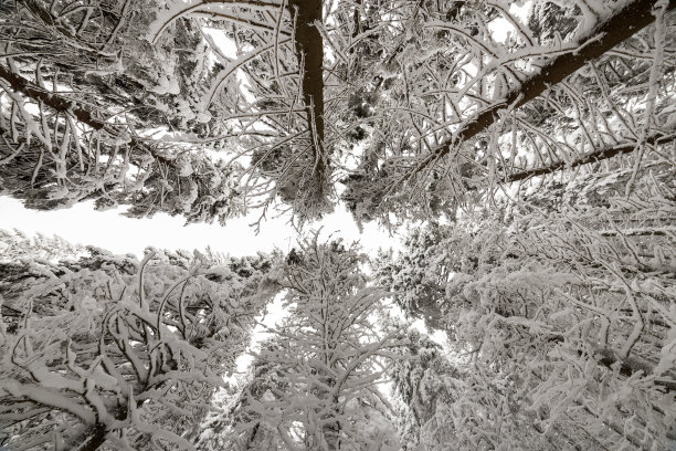 美丽的冬季图片：覆盖着积雪和霜冻的云杉树，新年和圣诞节贺卡图片下载