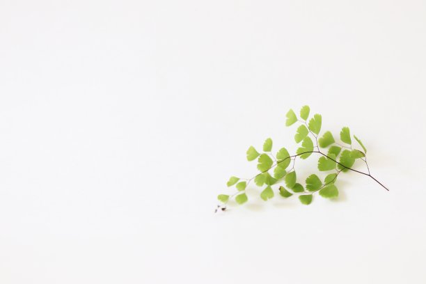 绿色的树叶图片下载