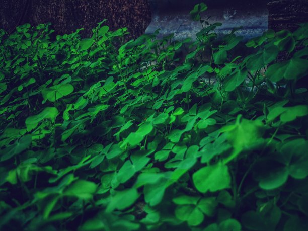 小植物图片下载