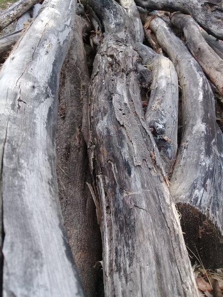 特龙科图片下载