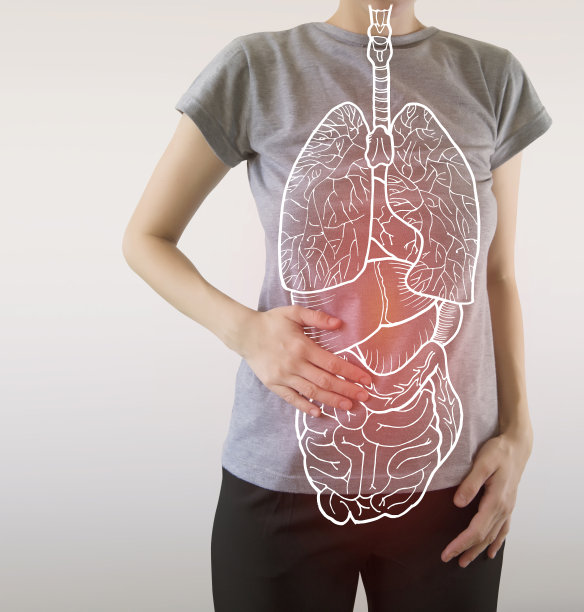 人体照片上的内部器官矢量图图片下载